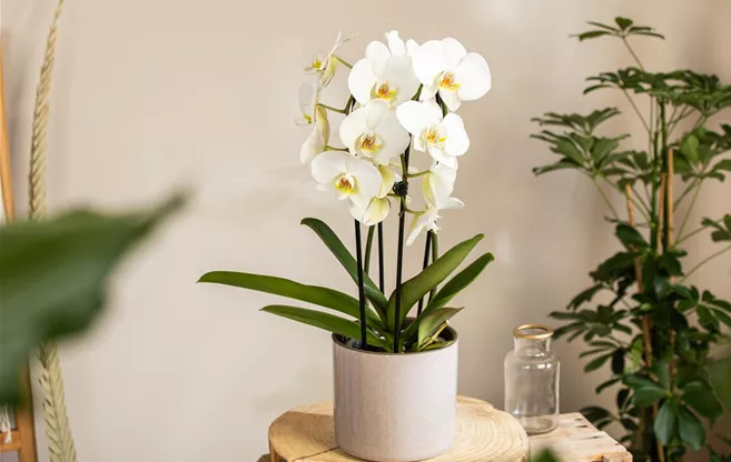 Phalaenopsis 'Elegant Cascade'