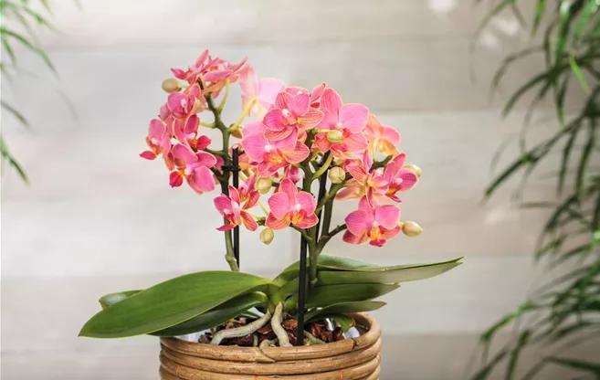 Phalaenopsis multiflora 'Boquetto Charme'