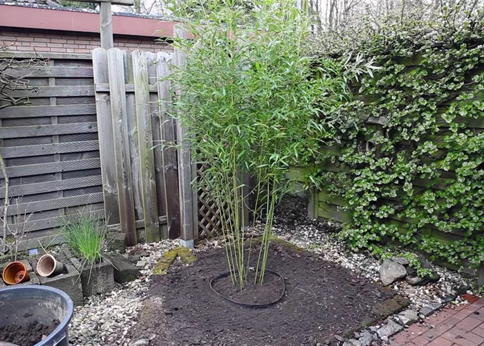 Bambus - Einpflanzen im Garten Bambus - Einpflanzen im Garten