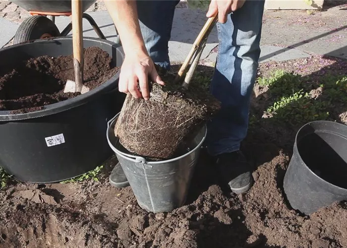 Rispenhortensie - Einpflanzen im Garten