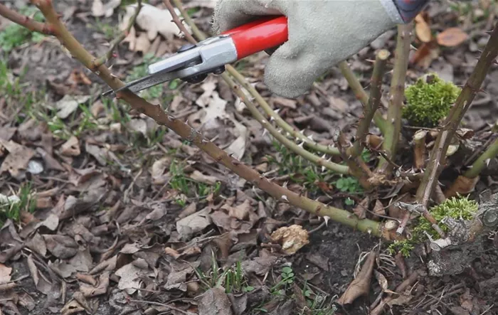 Beetrosen - Zurückschneiden im Frühling (thumbnail)