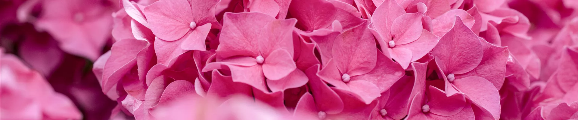 gartencenter_holland_leistungen_header.jpg gartencenter_holland_leistungen_header.jpg