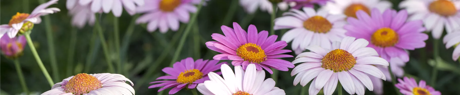 gartencenter_holland_vipkunde_header.jpg