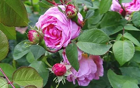 Romantikrose.jpg