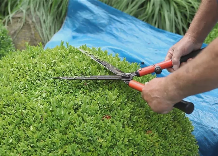 Buchsbaum - Zurückschneiden Buchsbaum - Zurückschneiden