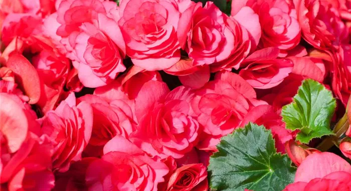 Begonia elatior 'Bela Lilacpink'®