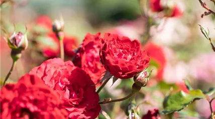 Strauchrose, rot