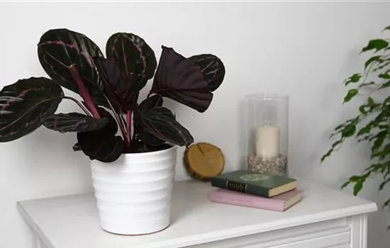 Korbmarante - Einpflanzen in ein Gefäß Korbmarante - Einpflanzen in ein Gefäß