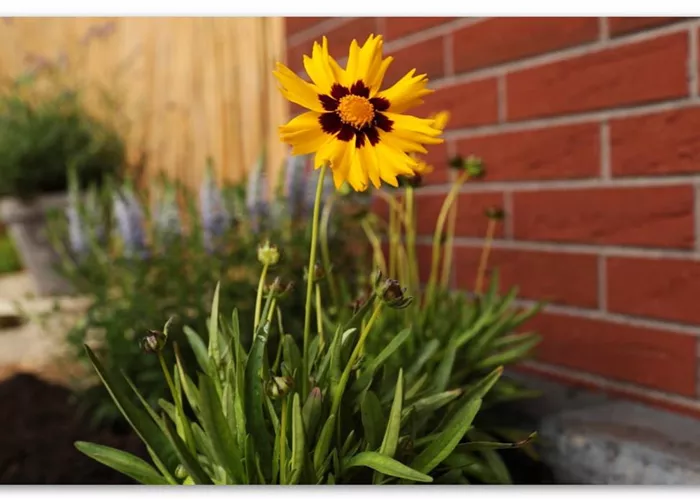 Mädchenauge - Einpflanzen im Garten