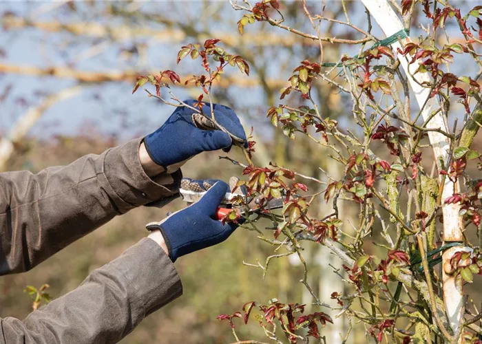 Der Rosenschnitt – Schönheitskur im Frühling Der Rosenschnitt – Schönheitskur im Frühling