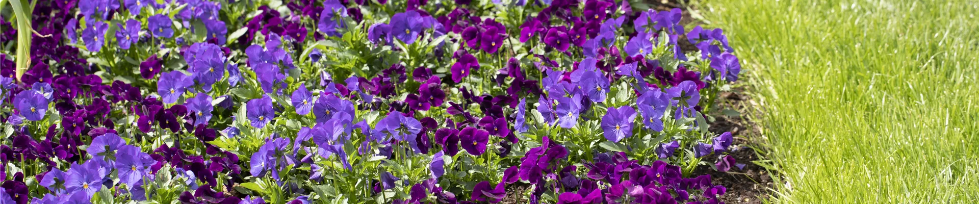 GS587166.jpg GS587166.jpg