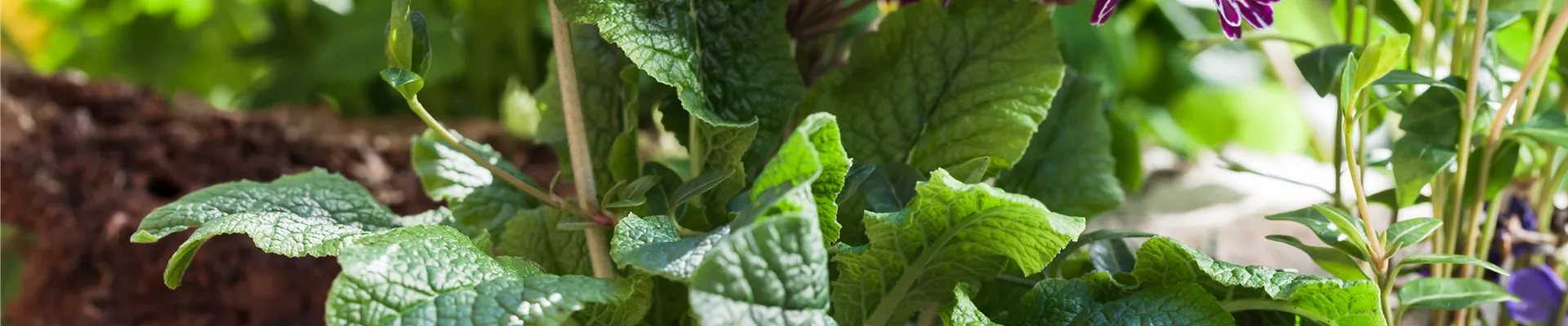 GS585744.jpg GS585744.jpg