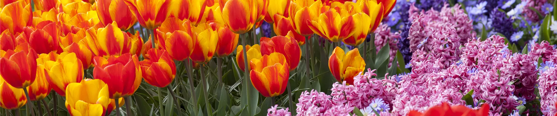 GS514630.jpg GS514630.jpg