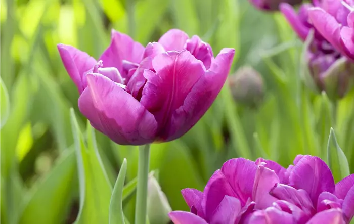 Tulipa, violett Tulipa, violett