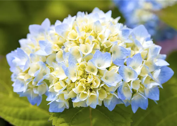 Hortensienarten und ihre wundervollen Eigenschaften