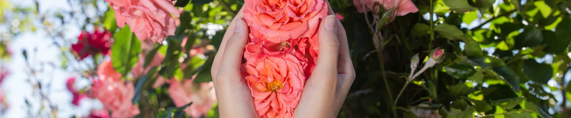 GS621188.jpg GS621188.jpg