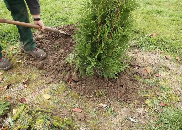 Lebensbaum - Einpflanzen im Garten Lebensbaum - Einpflanzen im Garten