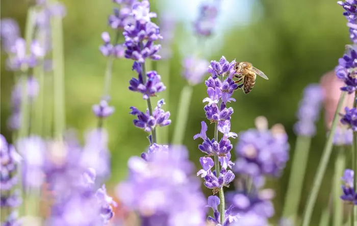 Lavandula mit Biene Lavandula mit Biene
