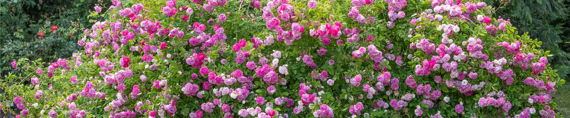 GS621238.jpg GS621238.jpg