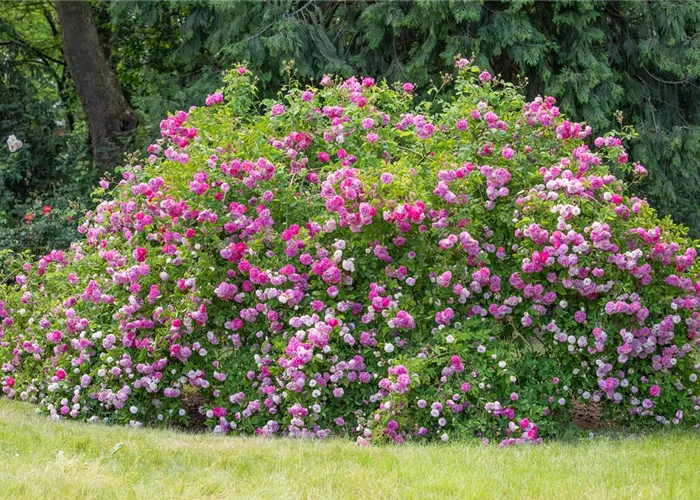 Historische Rosen – Schönheit mit einer langen Geschichte Historische Rosen – Schönheit mit einer langen Geschichte