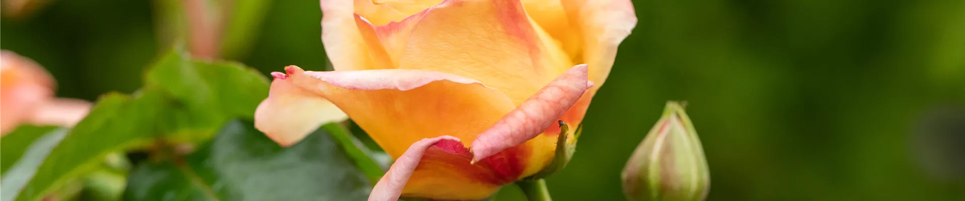 GS667582.jpg GS667582.jpg