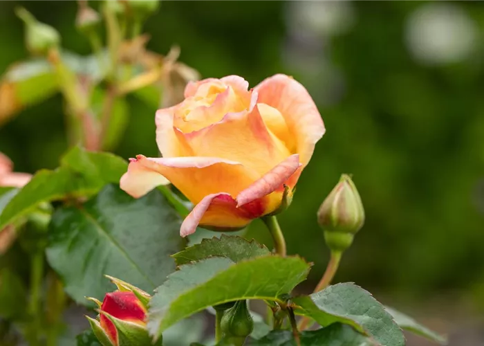 Rezepte mit Rosen Rezepte mit Rosen
