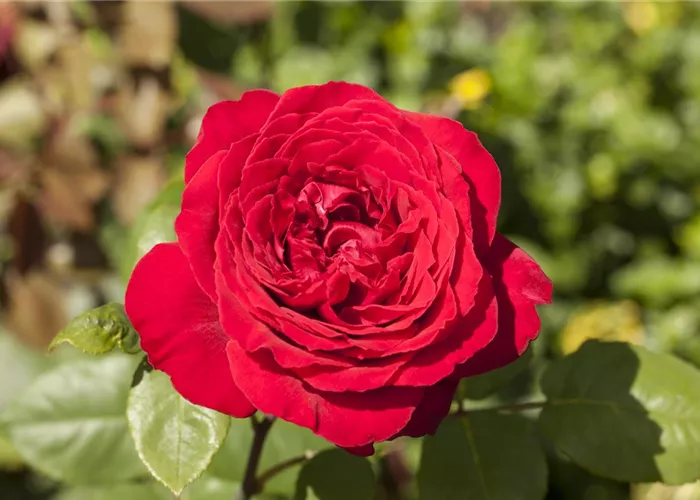Rosen pflanzen und schneiden  Rosen pflanzen und schneiden