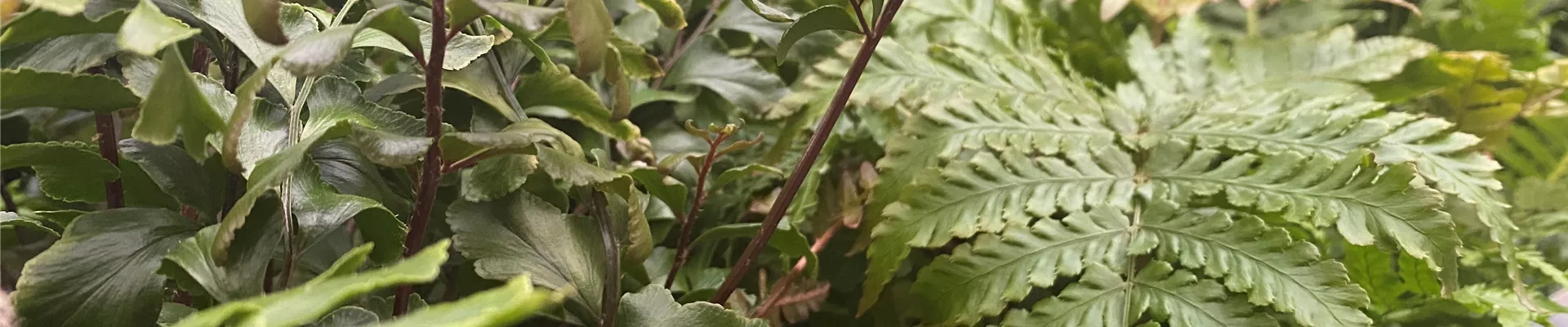 Zimmerpflanze 21.04..jpg Zimmerpflanze 21.04..jpg