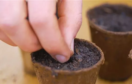 Zucchini - Aussaat Zucchini - Aussaat