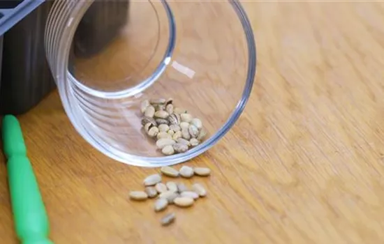 Artischocke - Aussaat Artischocke - Aussaat