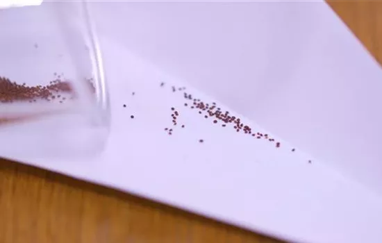 Oregano - Aussaat Oregano - Aussaat