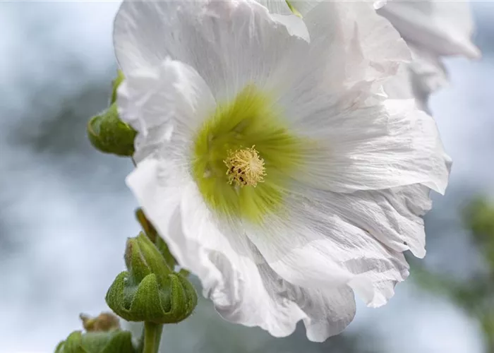 Stockrose - Einpflanzen im Garten Stockrose - Einpflanzen im Garten