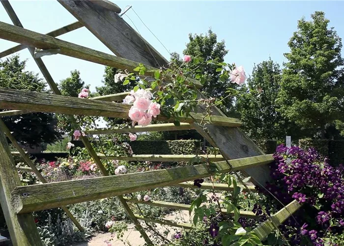 Gartengestaltung - Rosengarten Gartengestaltung - Rosengarten