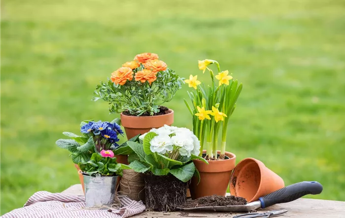 Frühblüher - Mix Frühblüher - Mix