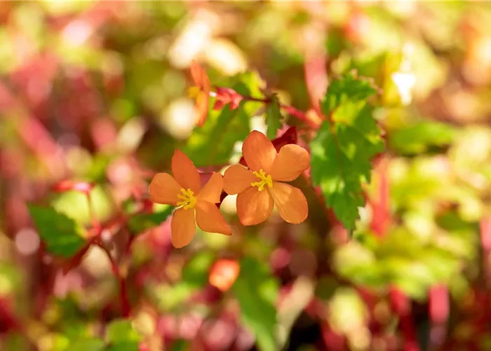 Gartenpflanzen Gartenpflanzen