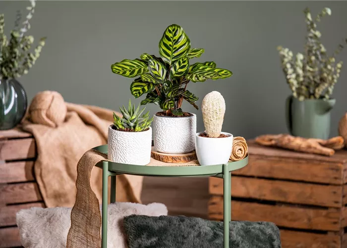 Zimmerpflanzen Zimmerpflanzen