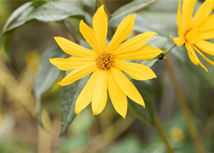 Beet- & Balkon Pflanzen