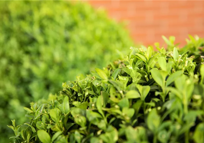 Ligustrum ovalifolium