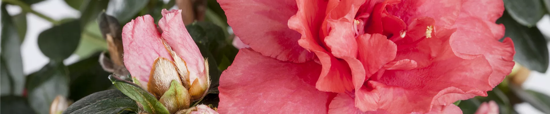 GS419646.jpg GS419646.jpg