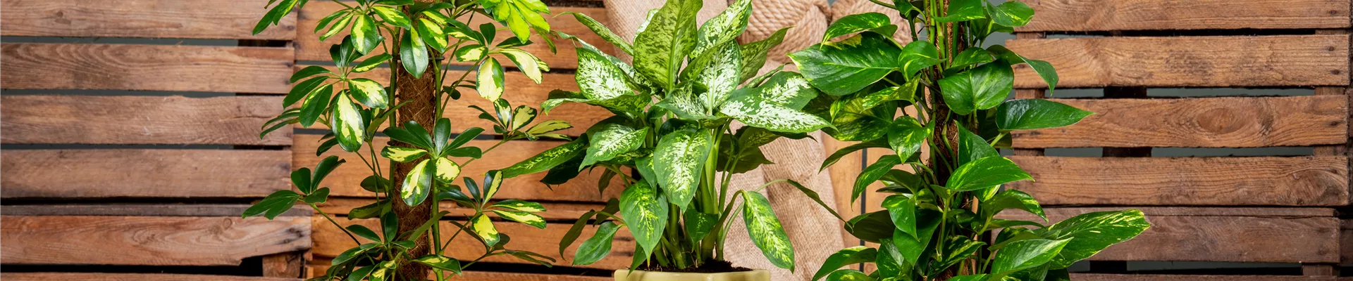 GS700302.jpg GS700302.jpg