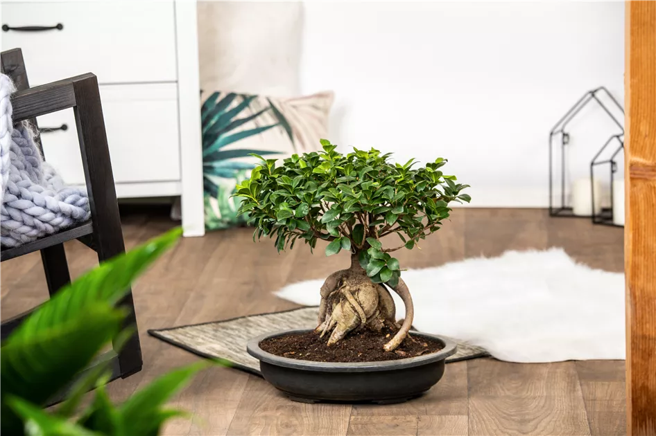 Bonsai - Gartencenter Holland