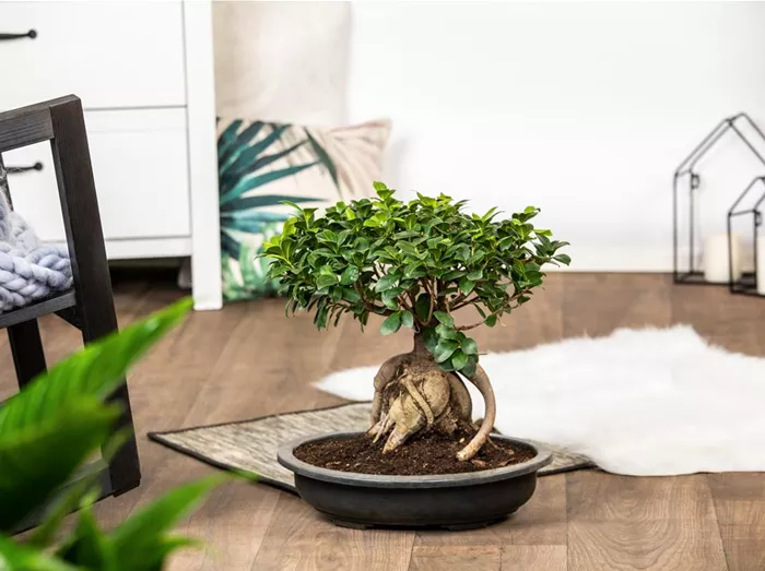 Ficus microcarpa 'Ginseng'