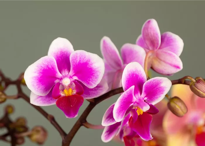 Orchidee Orchidee