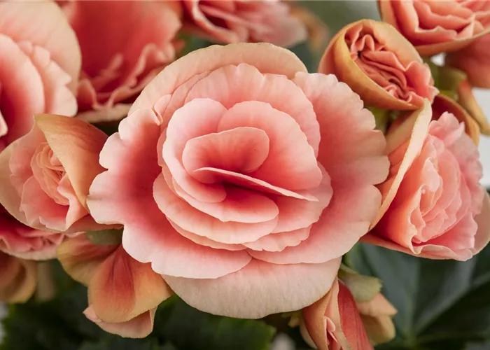 Blühende Zimmerpflanzen Blühende Zimmerpflanzen