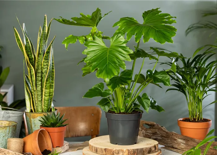 Grünpflanzen Grünpflanzen