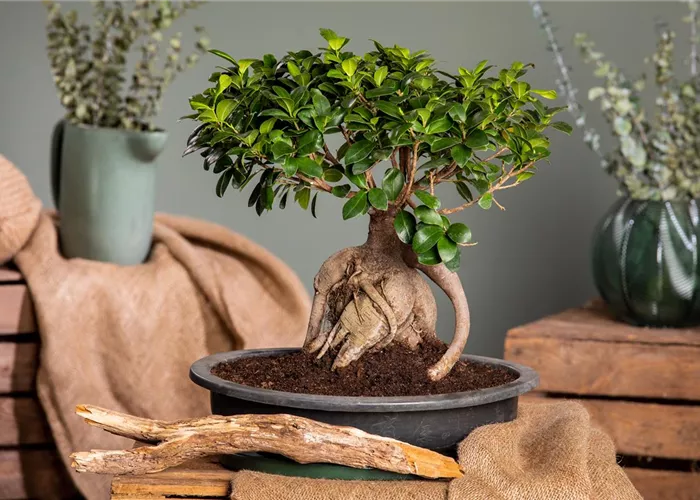 Bonsai Bonsai
