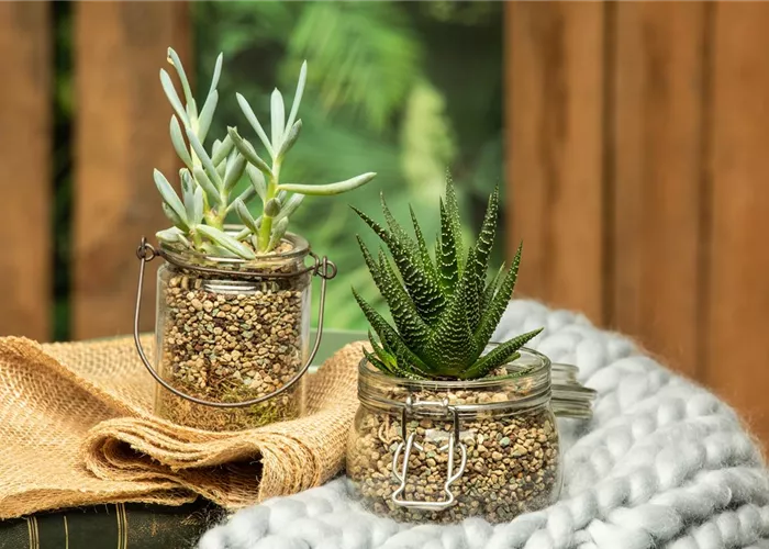 Hydropflanzen Hydropflanzen