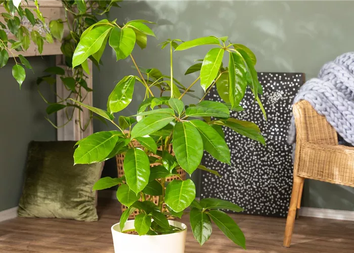 Urban Jungle Urban Jungle