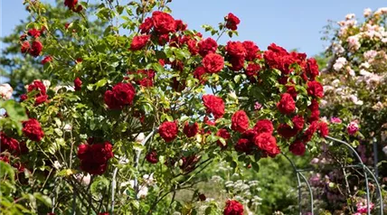 Kletterrose