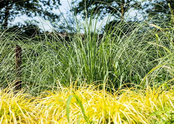 Ziergräser - vielseitig und artenreich